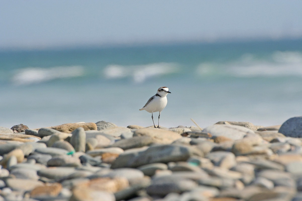 Gravelot à collier interrompu sur une plage de galets